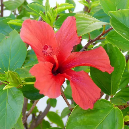 Jardins De Pera *